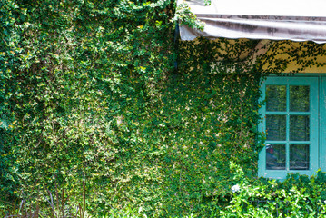 A house wall full of plant called Ficus pumila with blue window and small white shade, europian style house