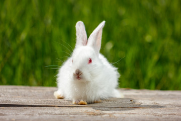 cute little white rabbit on a green background, sits on a wooden Board