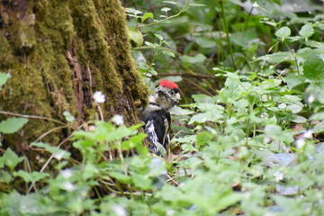 Fototapeta premium les