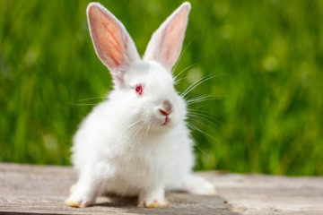 cute little white rabbit on a green background, sits on a wooden Board