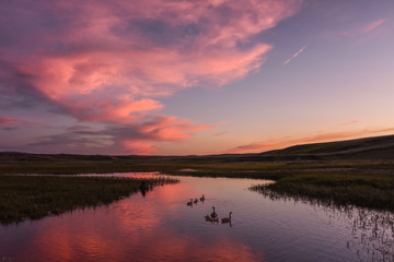 Obraz na płótnie Canvas Silhouette of Canada geese at sunset