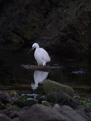 Little Egret in Larmor-Plage Brittany