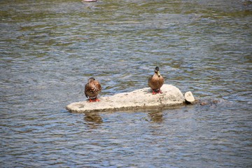 Kaczki krzyżówki na kamieniu pośrodku potoku © Gabriela