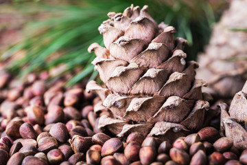 Cedar pine cone with pine nuts close-up with copyspace.