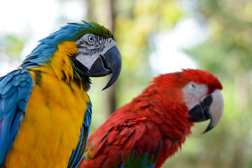 Portrait beautiful colorful red blue orange yellow green macaw parrot birds in outdoor park.International Migratory Bird Day, World Migratory Bird Day. Exotic pets