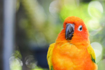 Portrait of beautiful colorful orange yellow green parrot bird in outdoor park.International Migratory Bird Day, World Migratory Bird Day, Bird Day,Exotic pet