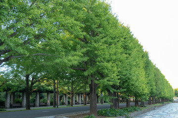 Naklejka premium Showa Memorial Park in Tachikawa-city, Tokyo, Japan