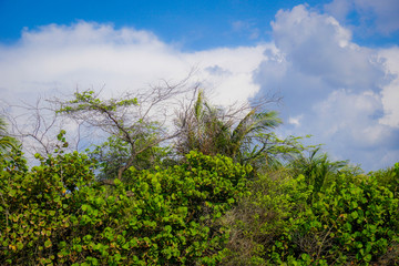 Green trees in Salguero beach, Colombia