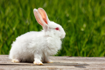 cute little white rabbit on a green background, sits on a wooden Board