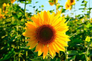 Single flower of a sunflower in bright color