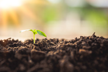  seedling plant growing  to the morning sunlight that is shining,