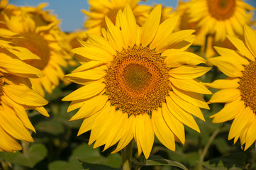 Landscape in Hokkaido, Rural landscape, Higashi, Hill of fairy tale, Meihachi, sunflower