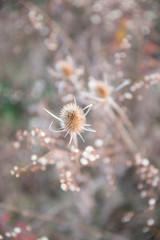 Fototapeta premium Dried Thistle and Country Fields In Pastel Winter Sunlight in Blurred Background.