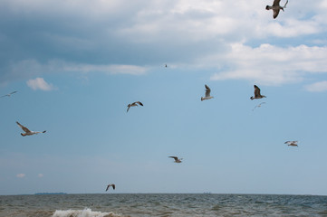 seagull running on the shore Close up view of white birds seagulls walking by the beach against natural blue water background. A seagull staring at the camera.