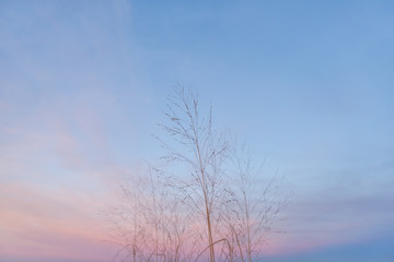 Partially Cloudy Pastel Pink and Purple Dusk Light with Blue Sky over Wild Grasses.
