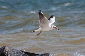 seagull running on the shore Close up view of white birds seagulls walking by the beach against natural blue water background. A seagull staring at the camera.