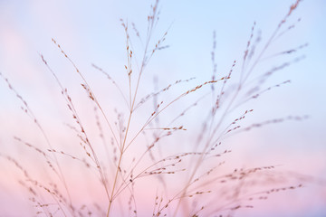 Partially Cloudy Pastel Pink and Purple Dusk Light with Blue Sky over Wild Grasses.