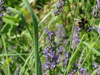 SAMSUNG DIGITAL CAMERA