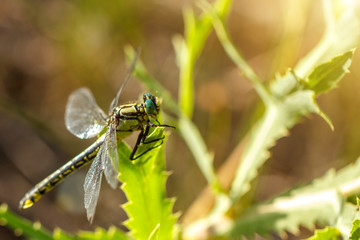 big beautiful green dragonfly sitting on the grass