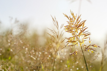 beautiful ear of grass natural background