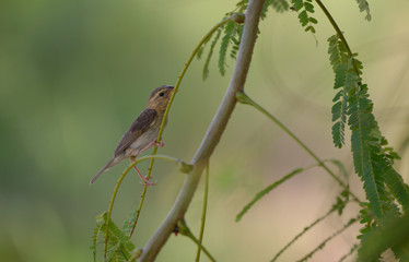 Asian golden weaver, female