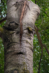 Trunk in the park with the texture looking like human face
