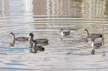 black duck, green backgroundEurasian Coot Fulica atra
