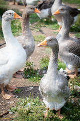 Obraz premium Group of geese at a farm 