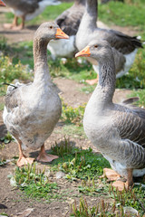Two domestic grey geese