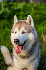 Naklejka na ściany i meble Close-up image of cute dog breed siberian husky in the forest on a sunny day.