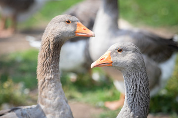 Domestic grey geese at a farm 
