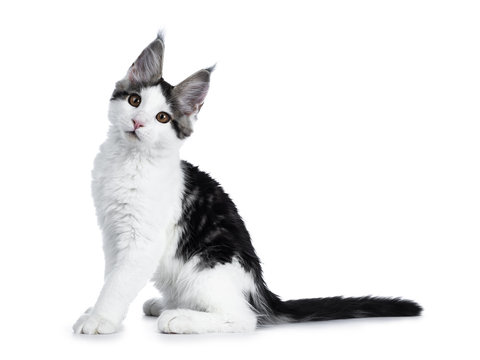 Cute white with blue tabby harlequin maine coon cat kitten sitting side ways looking straight in camera, isolated on white background