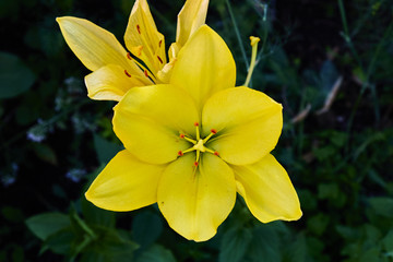 Blooming yellow flower