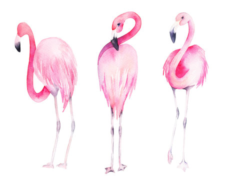 Set watercolor random flamingos. Isolated hand drawn illustration