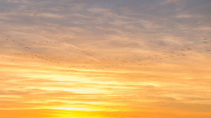 Fototapeta premium Canadian Geese Flying over Country Fields into Golden Winter Sunset in Double Exposure.