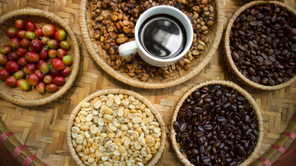 Kopi luwak or civet coffee, Coffee beans excreted by the civet.