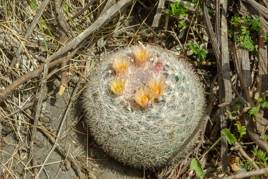 Mammillaria candida