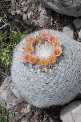Mammillaria candida © Manfred Stöber