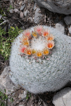 Mammillaria candida