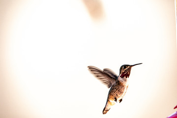Humming Bird