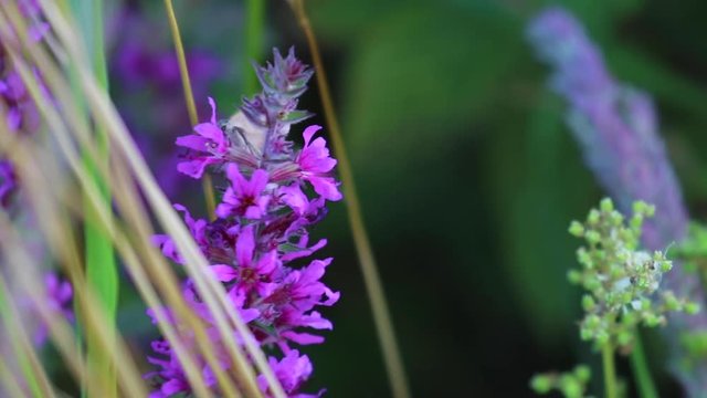 Silver Y moth, Autographa gamma, collecting nectar from a purple loosestrife flower during august in scotland.