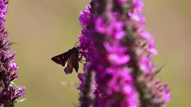 Silver Y moth, Autographa gamma, collecting nectar from a purple loosestrife flower during august in scotland.