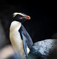 Crested Fiordland penguin on the rocks along a New Zealand beach © John Yunker