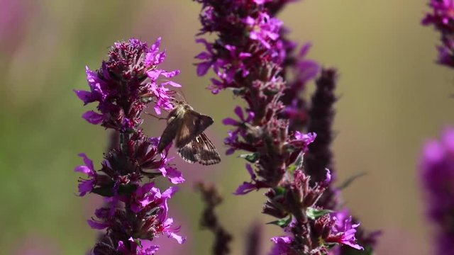Silver Y moth, Autographa gamma, collecting nectar from a purple loosestrife flower during august in scotland.
