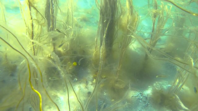 Young fish hiding in yellow seaweeds