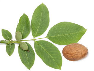 Obraz premium Branch with green walnuts and ripe walnut isolated on white