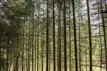 pine forest in italy