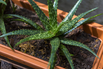 Aloe Vera planted in the pot, Urban aricultural concept.