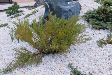 Beautiful landscape design with black and white stones and yellow flowers.