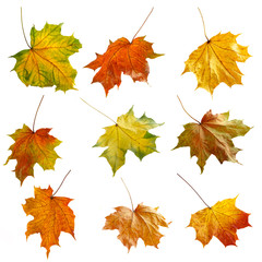 Autumn leaves set. Isolated on white background